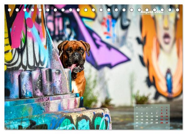 Produktbild: Typisch Boxer (Tischkalender 2026 DIN A5 quer), CALVENDO Monatskalender
