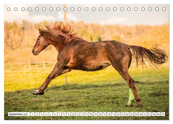 Produktbild: Durch das Jahr mit der Trakehner-Stute Fleur (Tischkalender 2026 DIN A5 quer), CALVENDO Monatskalender