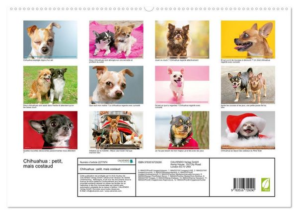 Produktbild: Chihuahua : petit, mais costaud (Calendrier mural 2026 DIN A2 vertical) calendrier de bureau