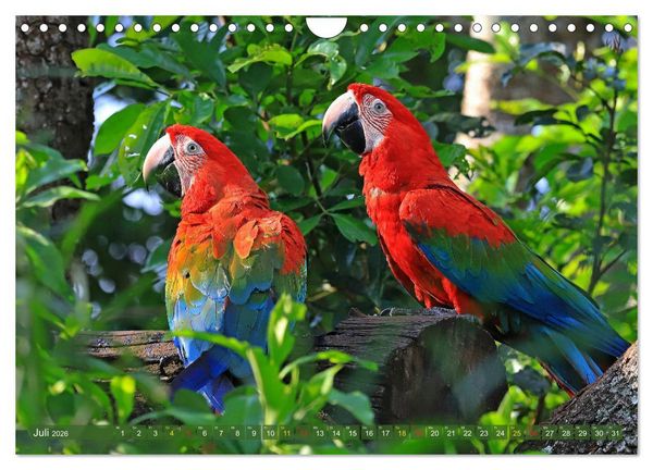 Produktbild: Aras im Pantanal (Wandkalender 2026 DIN A4 quer), CALVENDO Monatskalender
