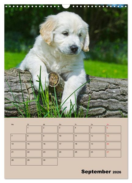 Produktbild: Jahresplaner Golden Retriever Welpen (Wandkalender 2026 DIN A3 hoch), CALVENDO Monatskalender