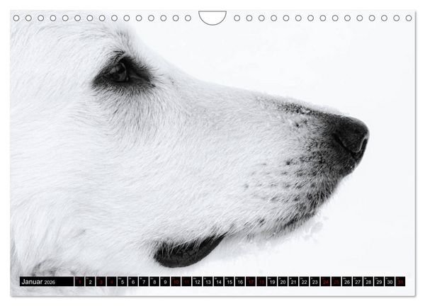 Produktbild: Wei&szlig;e Sch&auml;ferhunde in sch&ouml;nen Landschaften (Wandkalender 2026 DIN A4 quer), CALVENDO Monatskalender