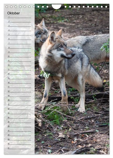 Produktbild: Der Wolf - Isegrim in den heimischen W&auml;ldern - Kalender 2026 (Wandkalender 2026 DIN A4 hoch), CALVENDO Monatskalender