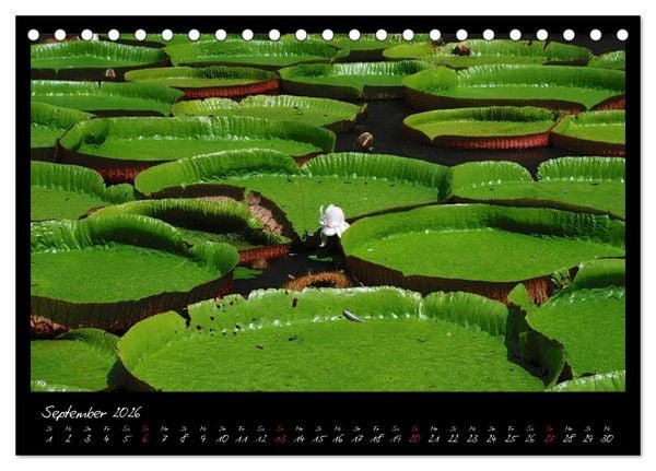 Produktbild: Mauritius (Tischkalender 2026 DIN A5 quer), CALVENDO Monatskalender