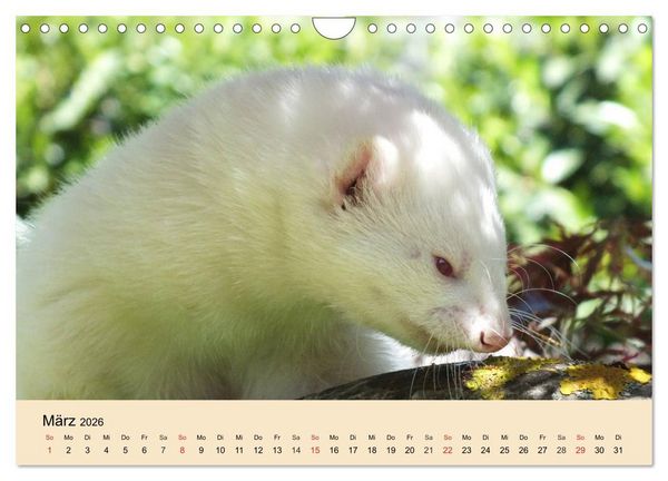 Produktbild: Frettchen und Marder. Frech, witzig, niedlich (Wandkalender 2026 DIN A4 quer), CALVENDO Monatskalender