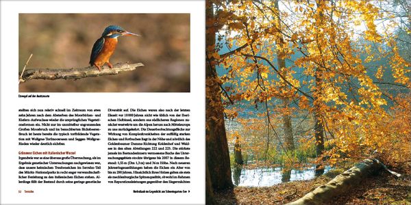 Produktbild: Mecklenburgs alte Buchenw&auml;lder
