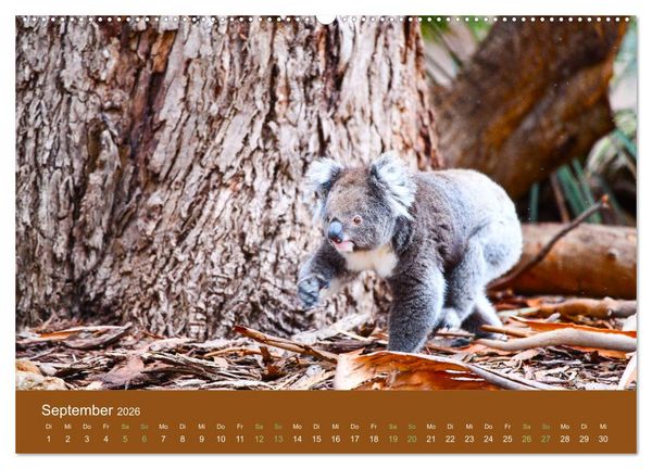 Produktbild: Koalas, putzige Gesellen (Wandkalender 2026 DIN A2 quer), CALVENDO Monatskalender