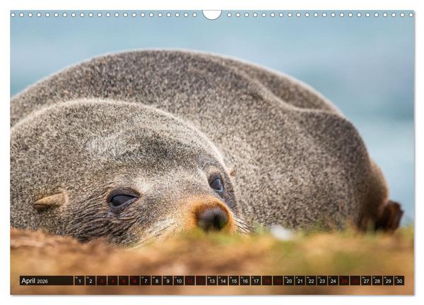 Produktbild: Wildtierkalender (Wandkalender 2026 DIN A3 quer), CALVENDO Monatskalender