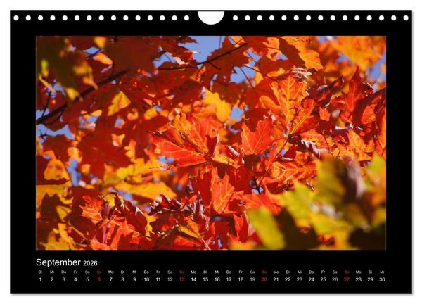 Produktbild: Nova Scotia & Prince Edward Island (Wandkalender 2026 DIN A4 quer), CALVENDO Monatskalender