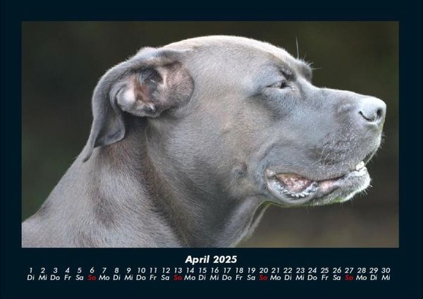 Produktbild: Hunde 2025 Fotokalender DIN A4