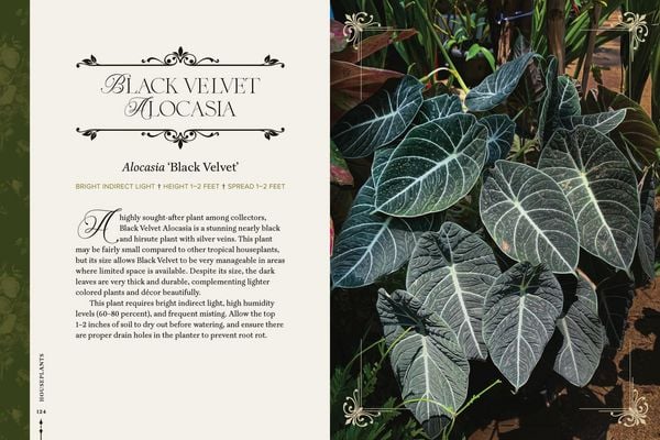 Produktbild: Darkness in Bloom