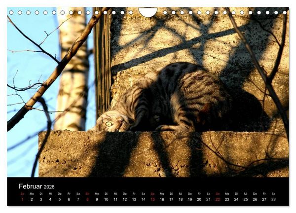 Produktbild: geliebte Katzen - auf Samtpfoten durchs Jahr (Wandkalender 2026 DIN A4 quer), CALVENDO Monatskalender
