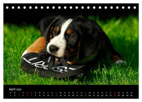 Produktbild: Welpen 2026 (Tischkalender 2026 DIN A5 quer), CALVENDO Monatskalender