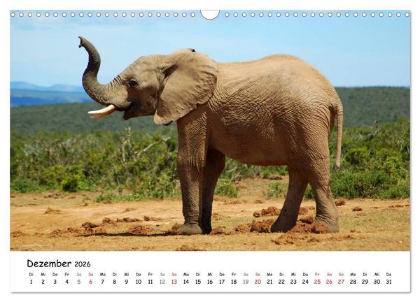 Produktbild: Afrikanische Elefanten in ADDO (Wandkalender 2026 DIN A3 quer), CALVENDO Monatskalender