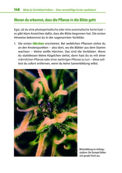 Produktbild: Cannabis zu Hause anbauen f&uuml;r Anf&auml;nger