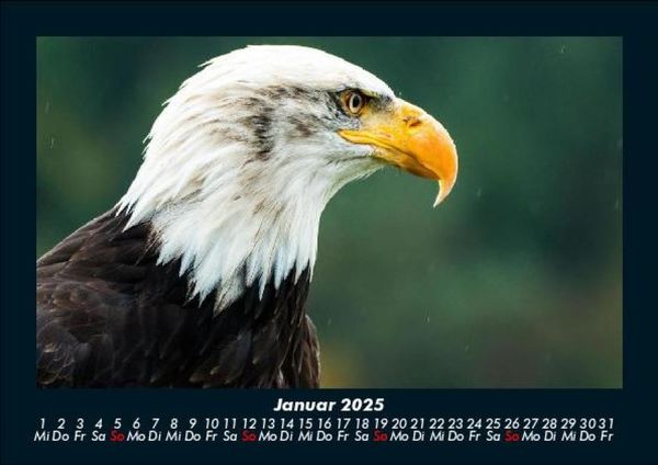 Produktbild: Tierkalender 2025 Fotokalender DIN A5