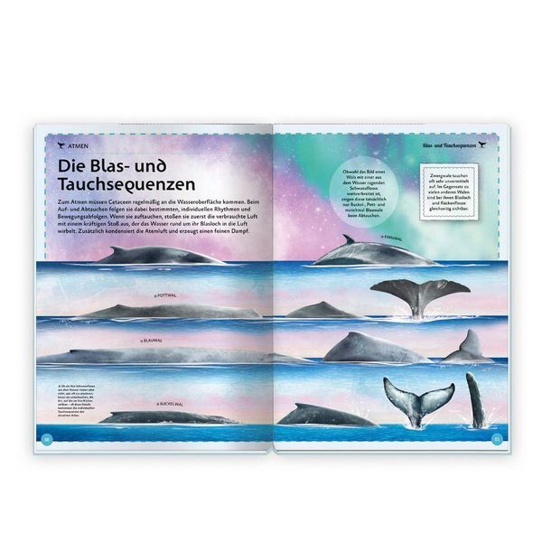Produktbild: Tr&ouml;tsch Kinderbuch Das gro&szlig;artige Buch der Wale| Ab 8 Jahren
