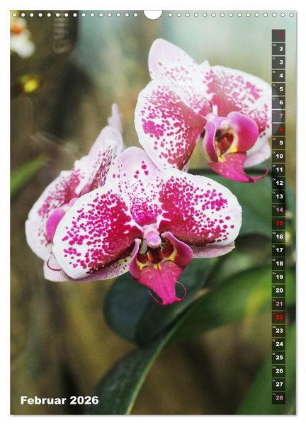 Produktbild: Phalaenopsis - Sch&ouml;ne Schmetterlingsorchideen (Wandkalender 2026 DIN A3 hoch), CALVENDO Monatskalender