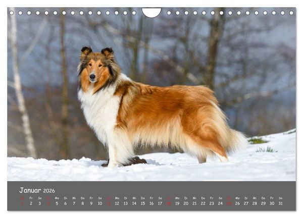 Produktbild: Einmal Collie - immer Collie (Wandkalender 2026 DIN A4 quer), CALVENDO Monatskalender