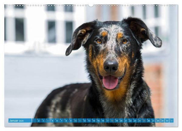 Produktbild: Der Beauceron (hochwertiger Premium Wandkalender 2026 DIN A2 quer), Kunstdruck in Hochglanz