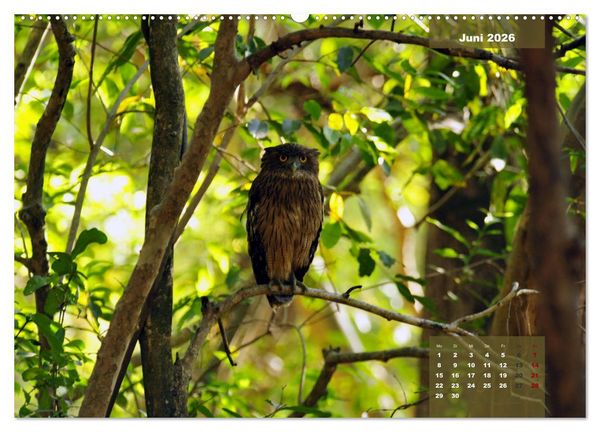 Produktbild: Wilde Tiere Indiens (hochwertiger Premium Wandkalender 2026 DIN A2 quer), Kunstdruck in Hochglanz