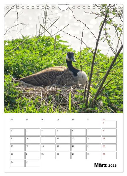 Produktbild: G&auml;nse, geliebte Wasserv&ouml;gel (Wandkalender 2026 DIN A4 hoch), CALVENDO Monatskalender