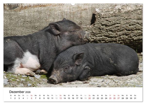 Produktbild: Schwein gehabt! (hochwertiger Premium Wandkalender 2026 DIN A2 quer), Kunstdruck in Hochglanz