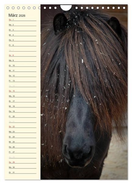 Produktbild: Islandpferde Geburtstagskalender (Wandkalender 2026 DIN A4 hoch), CALVENDO Monatskalender