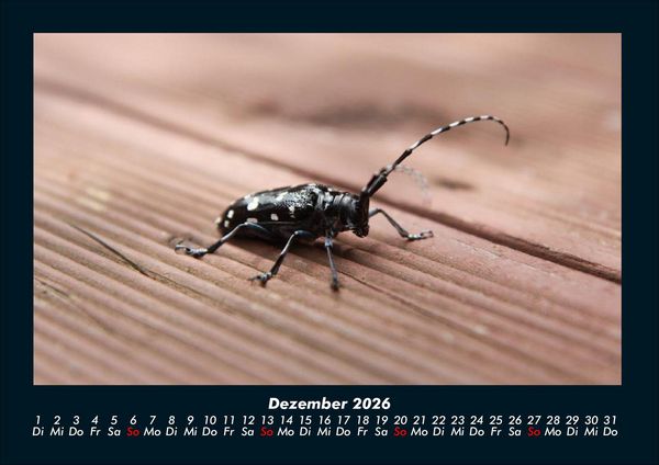 Produktbild: K&auml;fer 2026 Fotokalender DIN A4