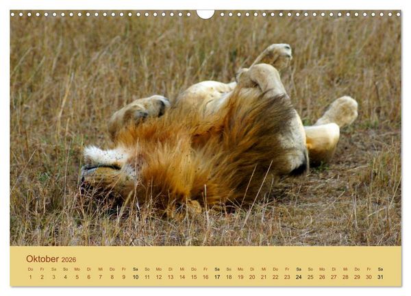 Produktbild: Safari Impressionen / Kenia (Wandkalender 2026 DIN A3 quer), CALVENDO Monatskalender