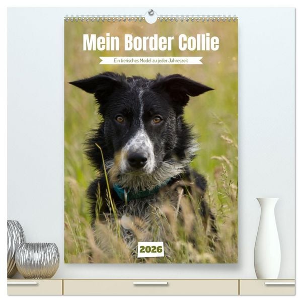 Produktbild: Mein Border Collie (hochwertiger Premium Wandkalender 2026 DIN A2 hoch), Kunstdruck in Hochglanz