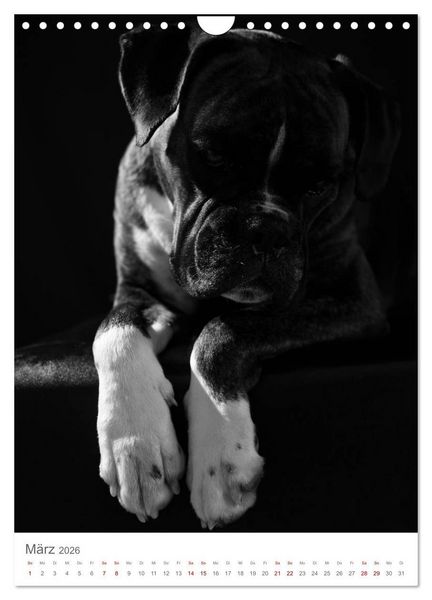 Produktbild: Fine Art Hundeportraits (Wandkalender 2026 DIN A4 hoch), CALVENDO Monatskalender