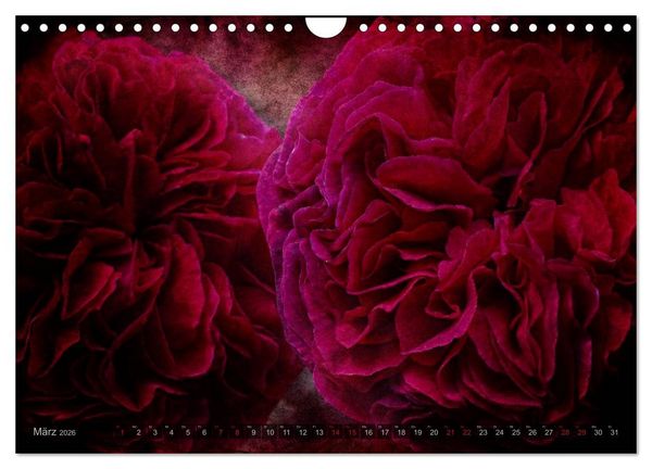Produktbild: Gothic Rose - Rosen aus dem Garten der Finsternis (Wandkalender 2026 DIN A4 quer), CALVENDO Monatskalender