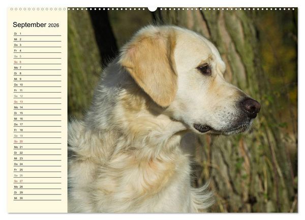 Produktbild: Das Gl&uuml;ck hat einen Namen - Golden Retriever (Wandkalender 2026 DIN A2 quer), CALVENDO Monatskalender