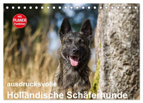 Produktbild: ausdrucksvolle Holl&auml;ndische Sch&auml;ferhunde (Tischkalender 2026 DIN A5 quer), CALVENDO Monatskalender