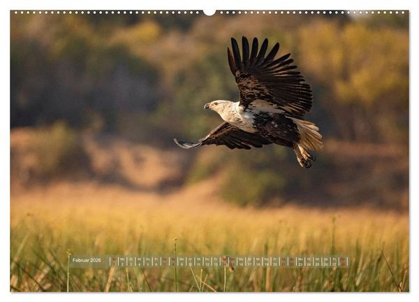 Produktbild: Sambias gro&szlig;artige Tierwelt (Wandkalender 2026 DIN A2 quer), CALVENDO Monatskalender