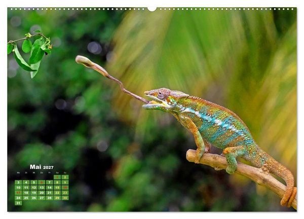 Produktbild: Cham&auml;leon: Die farbenfrohe Welt der Reptilien (Wandkalender 2027 DIN A2 quer), CALVENDO Monatskalender