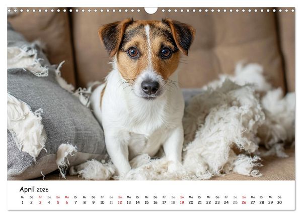 Produktbild: JACK RUSSEL - Kleine Hunde mit gro&szlig;em Charakter (Wandkalender 2026 DIN A3 quer), CALVENDO Monatskalender