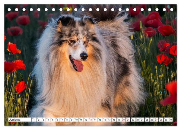 Produktbild: Traumhund Collie - Mein bester Freund (Tischkalender 2026 DIN A5 quer), CALVENDO Monatskalender