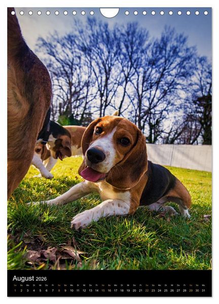 Produktbild: Beagle Action - Wilde Kuscheltiere (Wandkalender 2026 DIN A4 hoch), CALVENDO Monatskalender