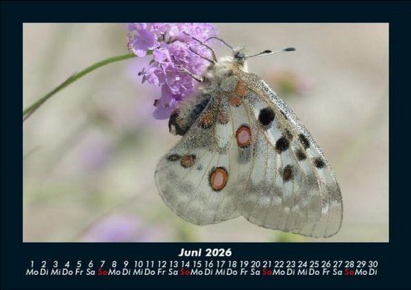 Produktbild: Bunte Pracht der Schmetterlinge 2026 Fotokalender DIN A5