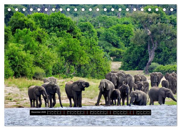 Produktbild: Afrika - Vielfalt in Flora und Fauna (Tischkalender 2026 DIN A5 quer), CALVENDO Monatskalender