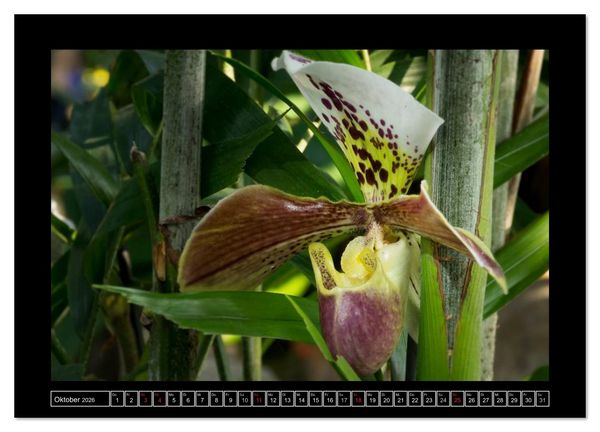 Produktbild: Frauenschuhe - die sch&ouml;nsten Orchideen der Welt (Wandkalender 2026 DIN A4 quer), CALVENDO Monatskalender