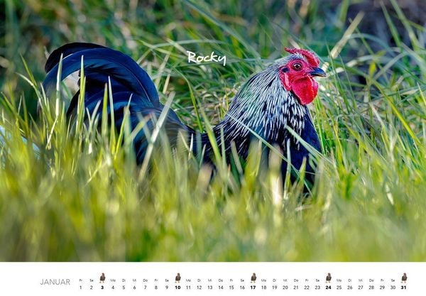 Produktbild: H&uuml;hner Kalender 2027