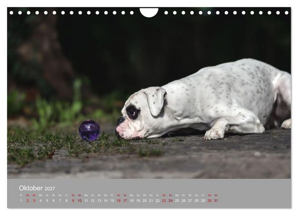 Produktbild: Fantastische Boxer - Sieger der Herzen (Wandkalender 2027 DIN A4 quer), CALVENDO Monatskalender