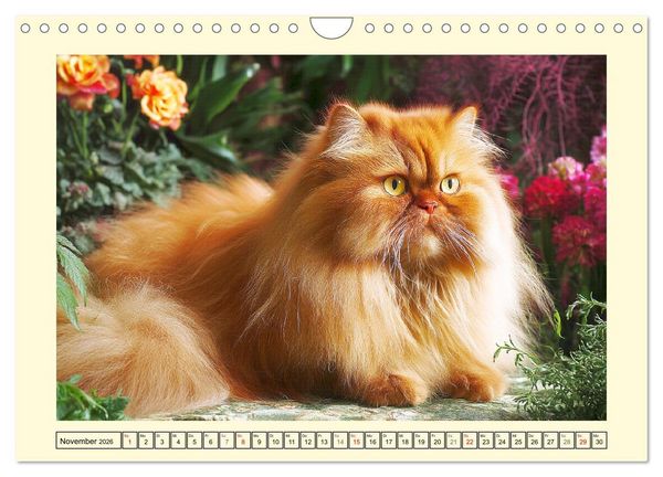Produktbild: Perserkatzen. Zauberhaft, sanft, anh&auml;nglich und wundersch&ouml;n (Wandkalender 2026 DIN A4 quer), CALVENDO Monatskalender