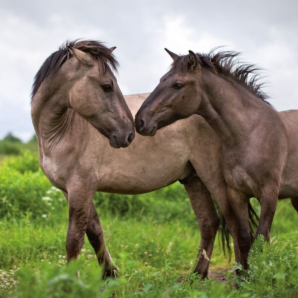 Produktbild: Pferde / Horses 2027