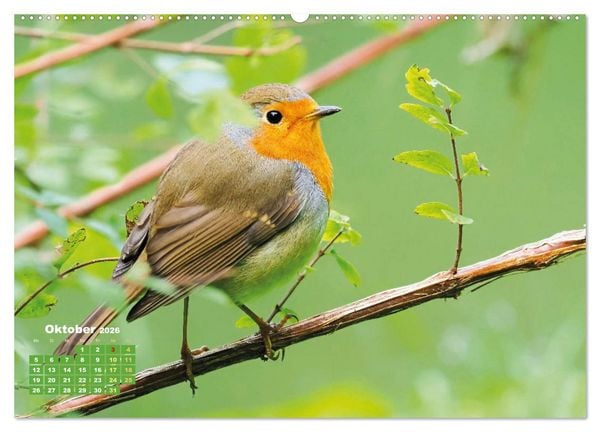 Produktbild: V&ouml;gel in unserer Heimat: Kiebitz, Wiedehopf und Turteltaube (Wandkalender 2026 DIN A2 quer), CALVENDO Monatskalender