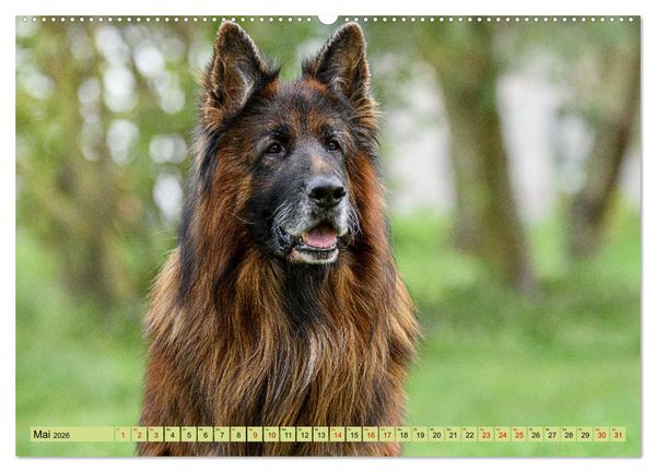 Produktbild: Altdeutsche Sch&auml;ferhunde - Traumhafte Sch&auml;ferhunde Langstockhaar (Wandkalender 2026 DIN A2 quer), CALVENDO Monatskalender