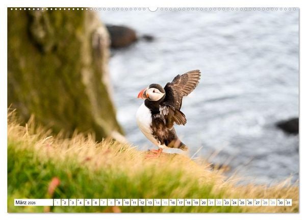 Produktbild: Islands Papageientaucher (hochwertiger Premium Wandkalender 2026 DIN A2 quer), Kunstdruck in Hochglanz